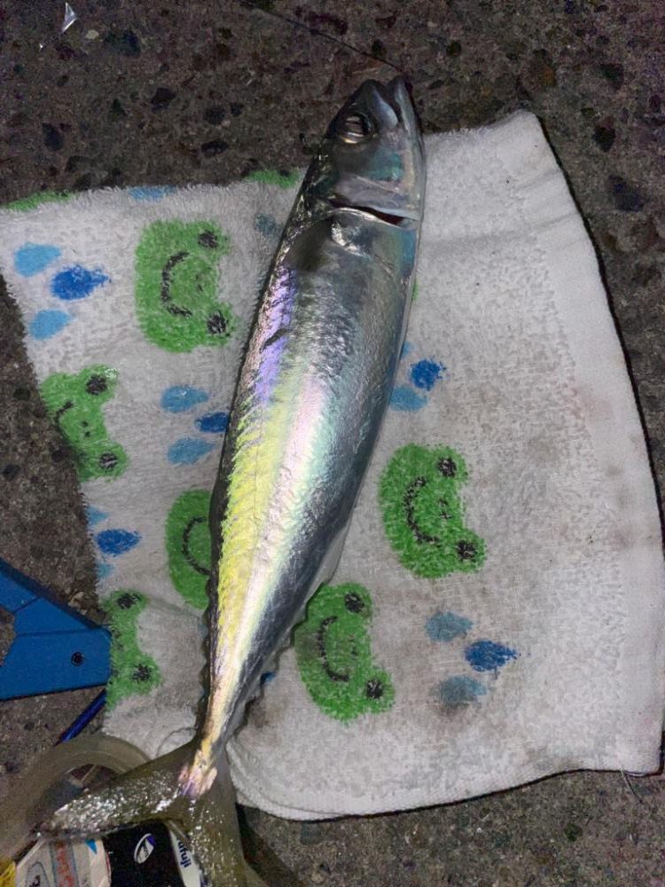 ウキ釣りでのタチウオ