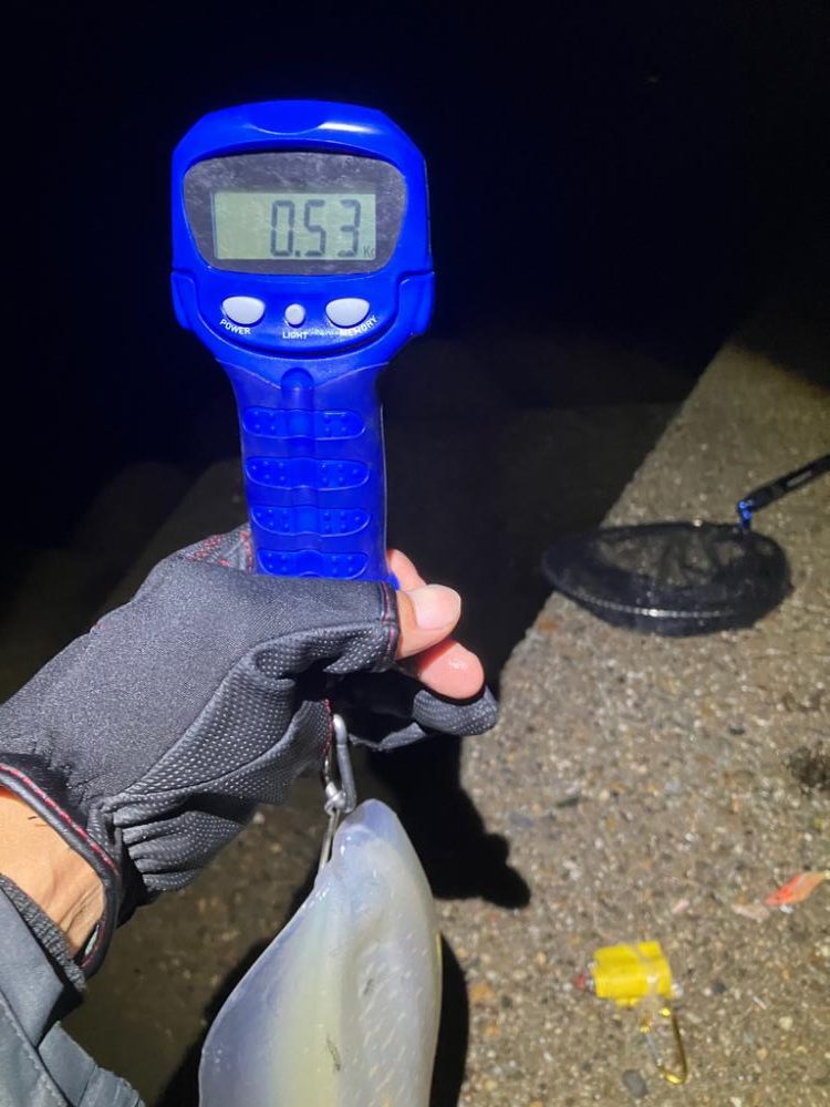 アオリイカは夕マズメにサクッと\(^o^)/