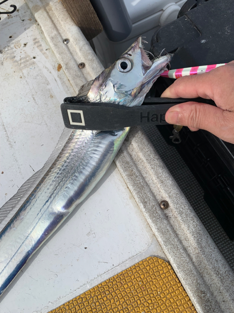 今期最悪の釣果⤵︎