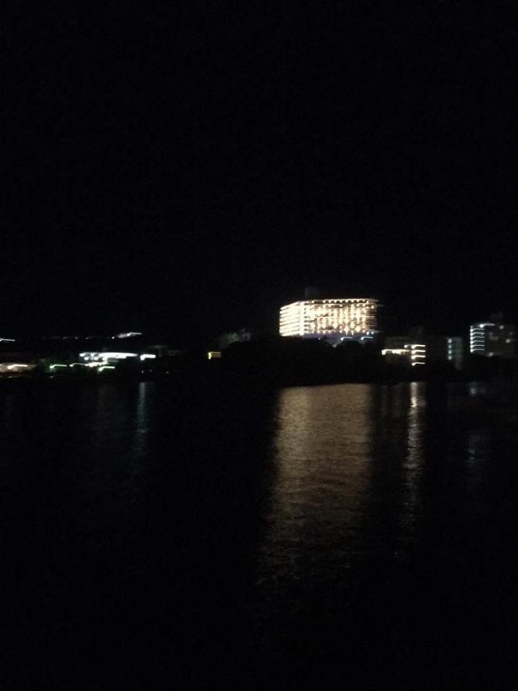 やっとのアオリイカ