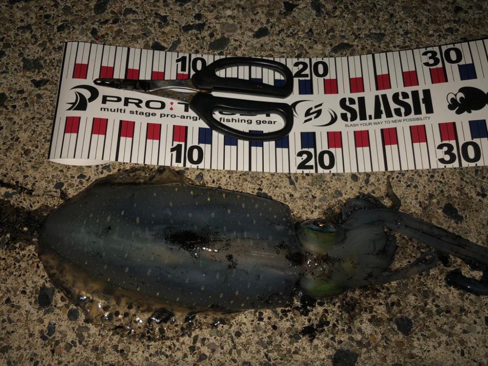 シャローに幸ありpart 2