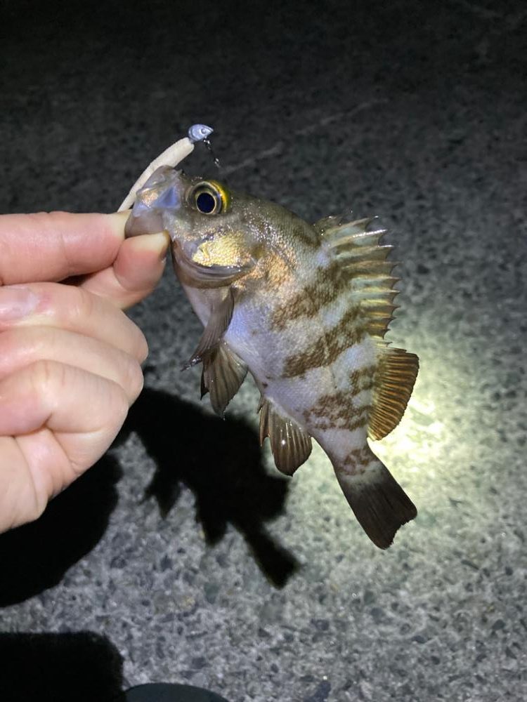 楽しいライトゲーム