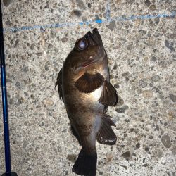 アジング修行へ