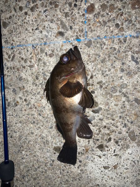 アジング修行へ