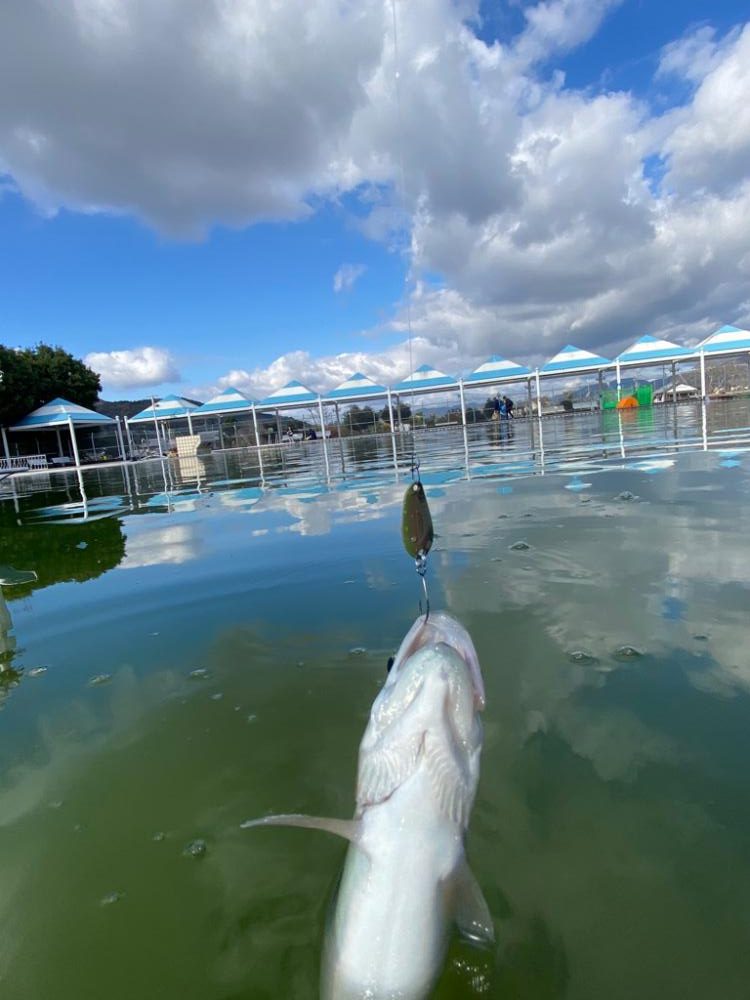 亀プー　エリアトラウト