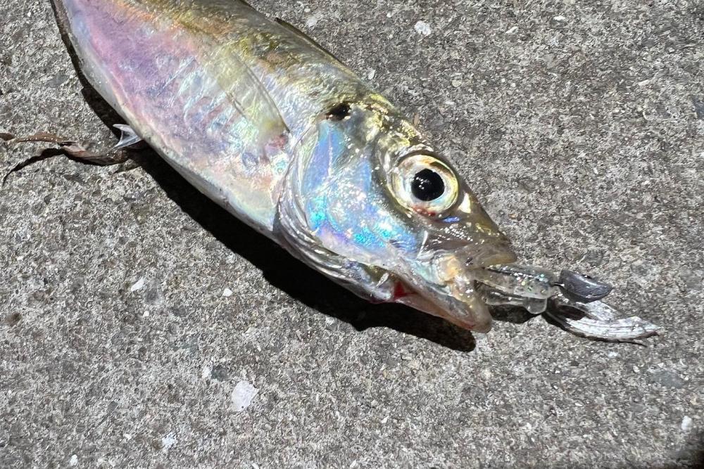 鯵を探して三千里Ver.6