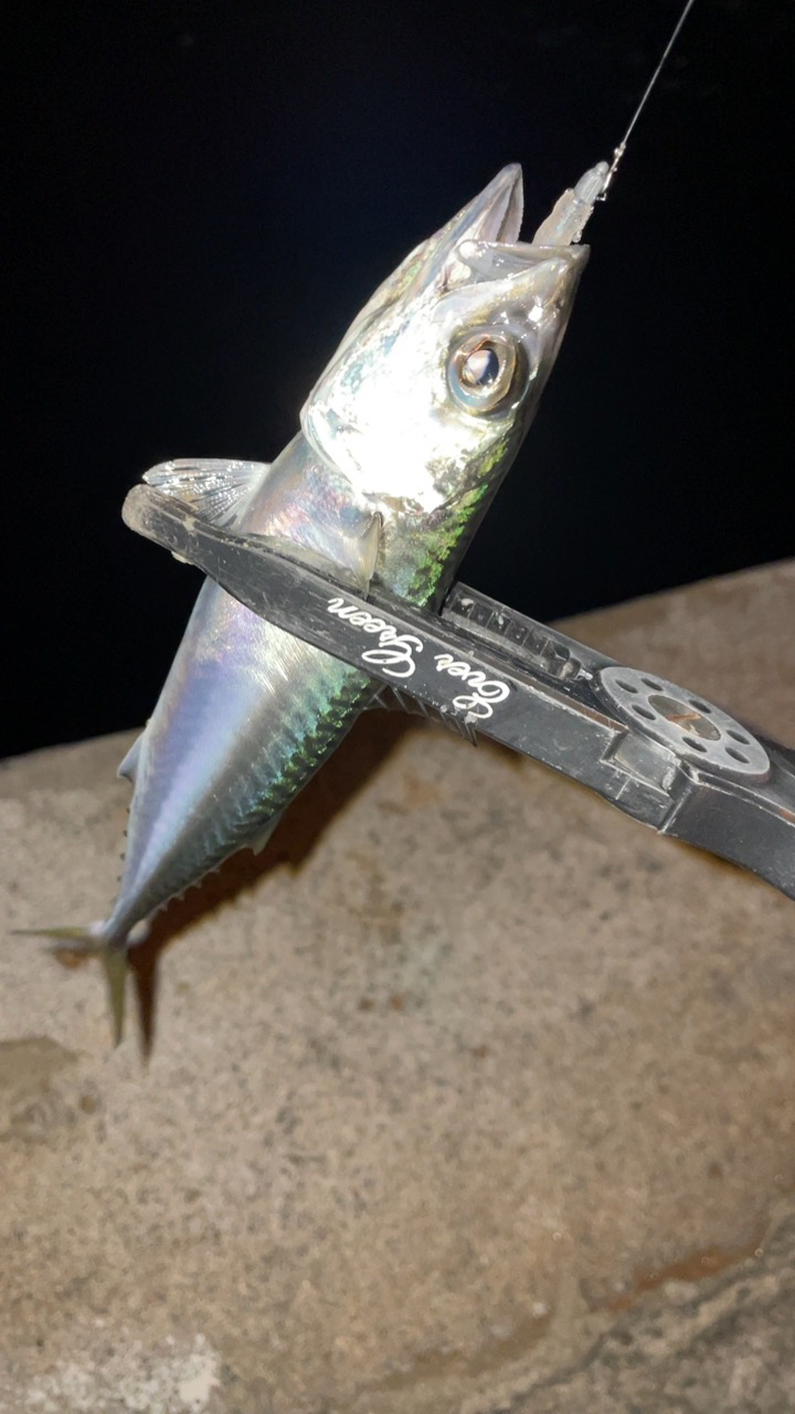 アジングで五目達成!