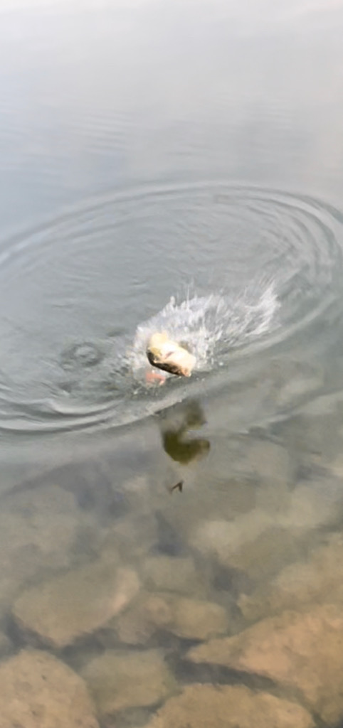 ダウスイで寄せてからの