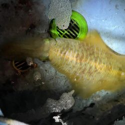 今季5杯目キロアップゲット