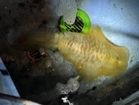 今季5杯目キロアップゲット