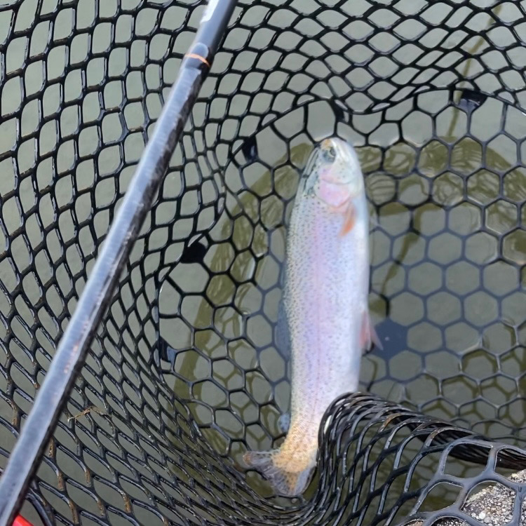 庄原でトラウトした!