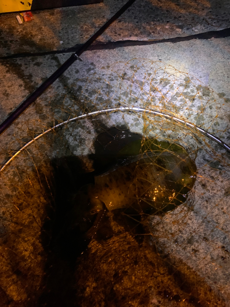 アオリイカ釣り