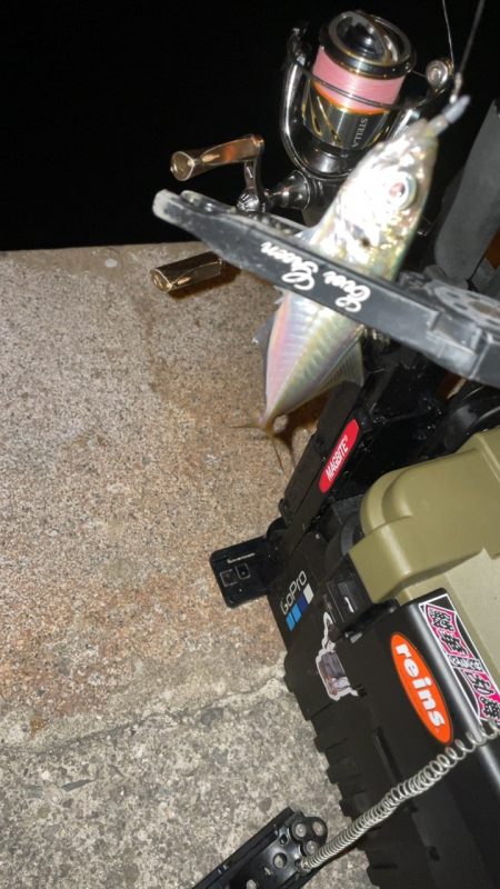 アジングナイト