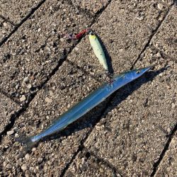 ドルフィンドリーム。青牙マルチ。。