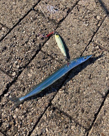 ドルフィンドリーム。青牙マルチ。。