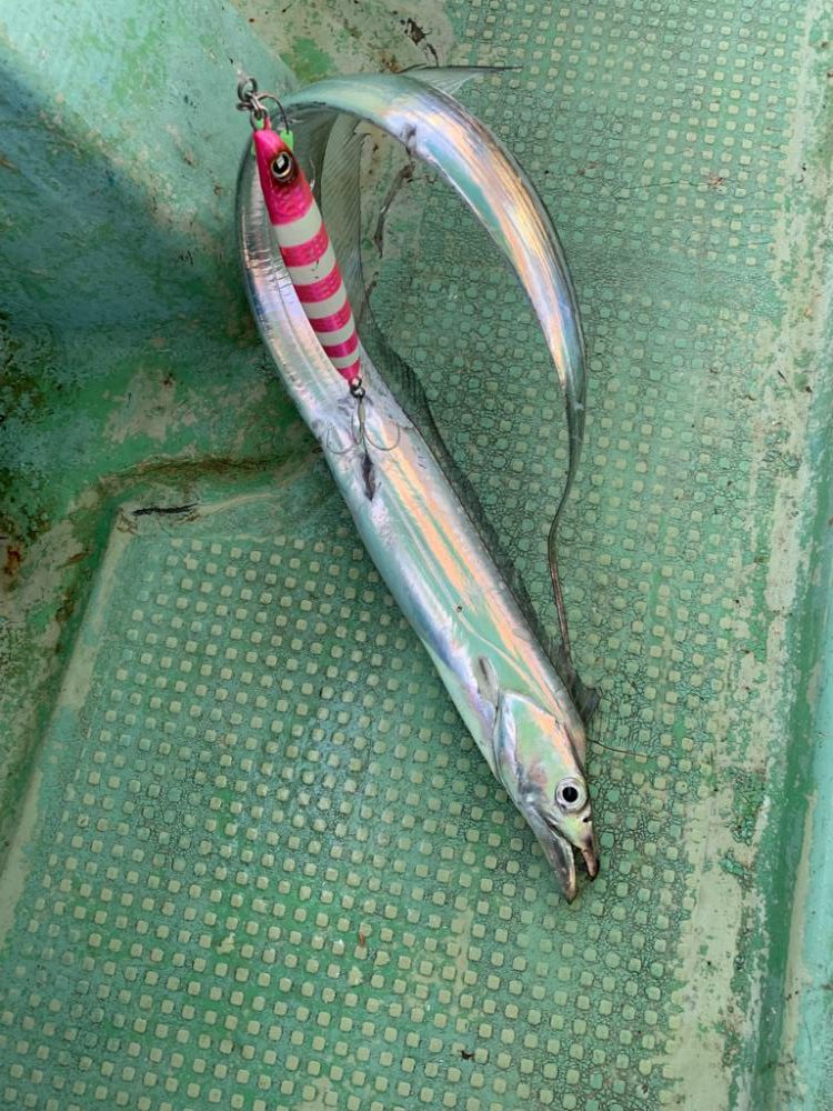 青物不発 後 タチウオ