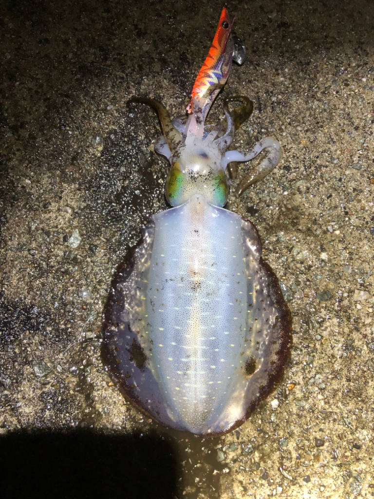 2022 佐渡ヶ島エギング 45回目【11月8日】