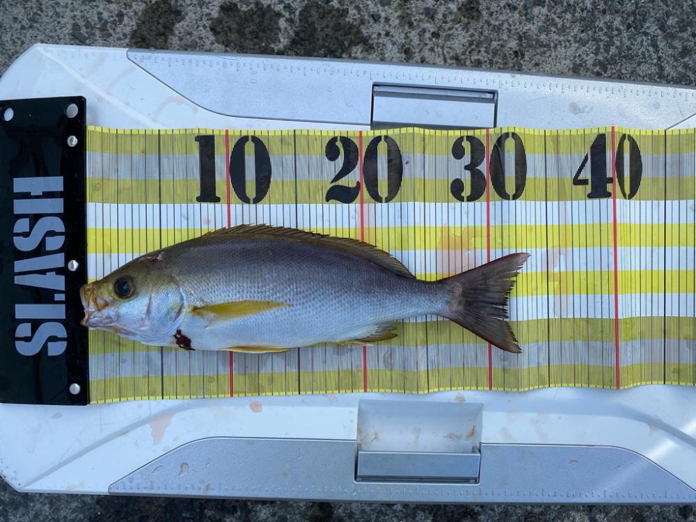 南予でカゴ釣り