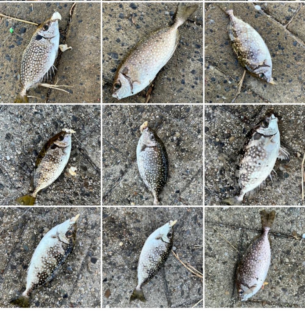 シーサイドコスモ、アイゴ数釣り