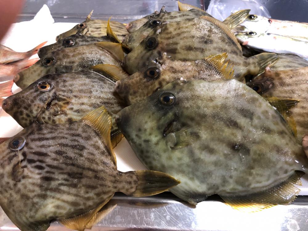 今年初カワハギ