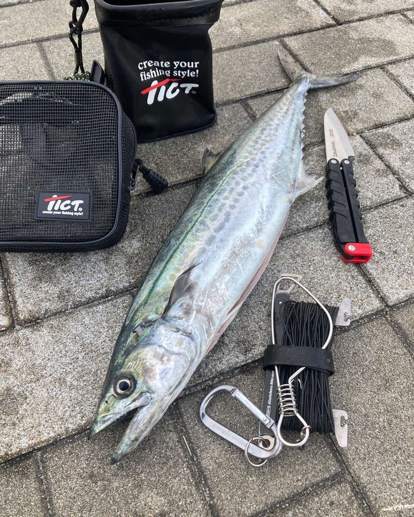 一変激渋ながら青牙マルチ。。