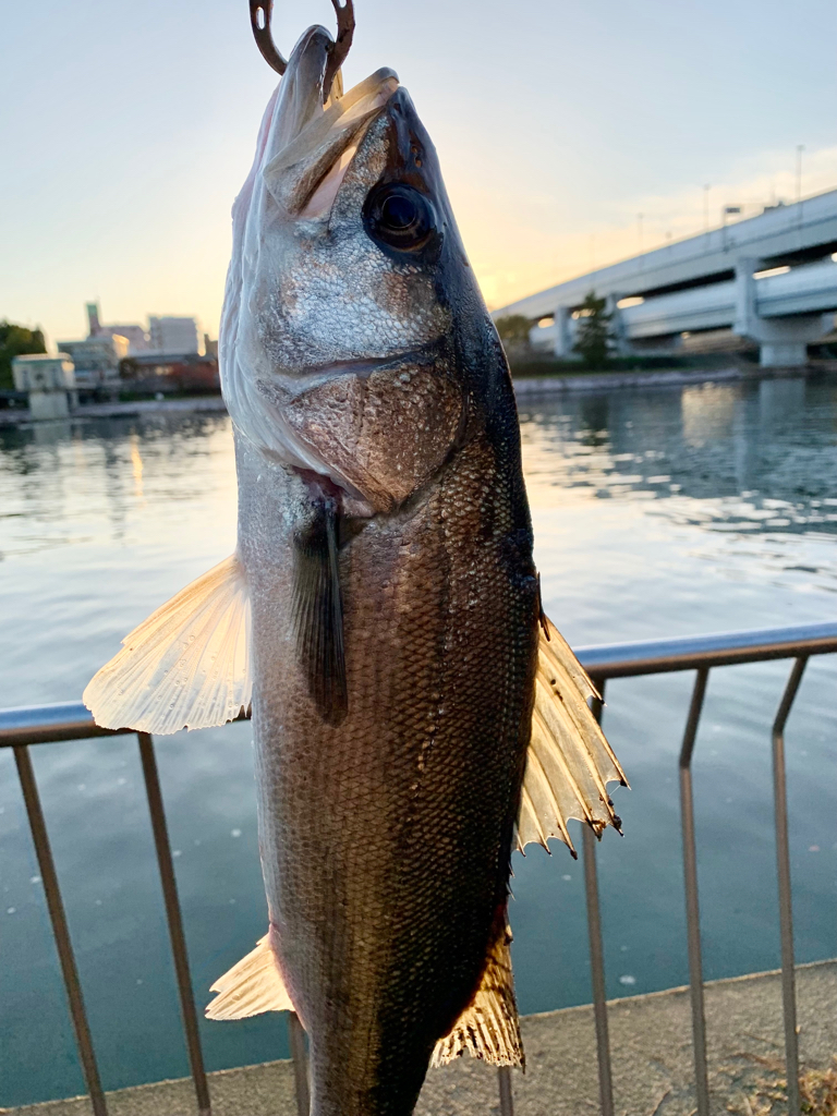 チヌ、シーバス