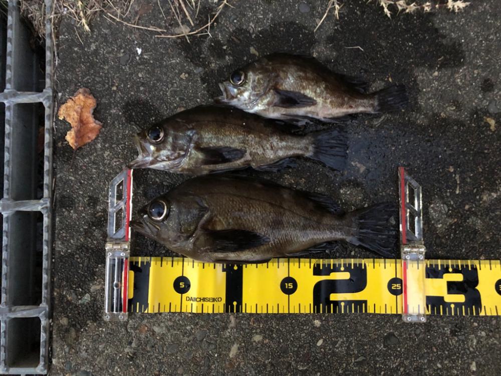 早朝メバリング