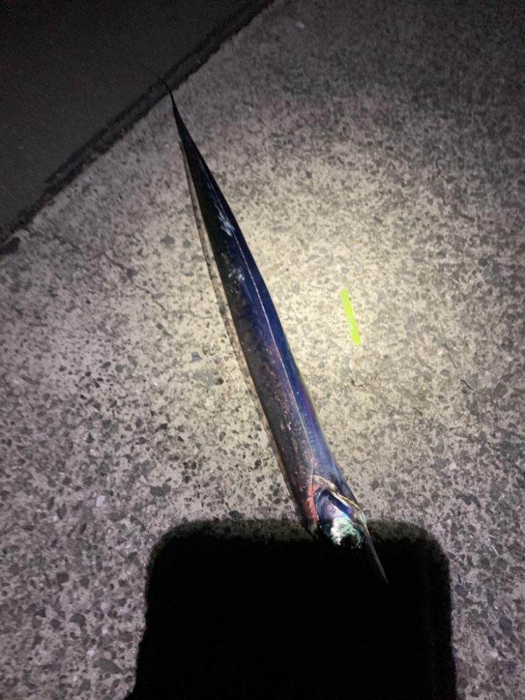 太刀魚！！！！