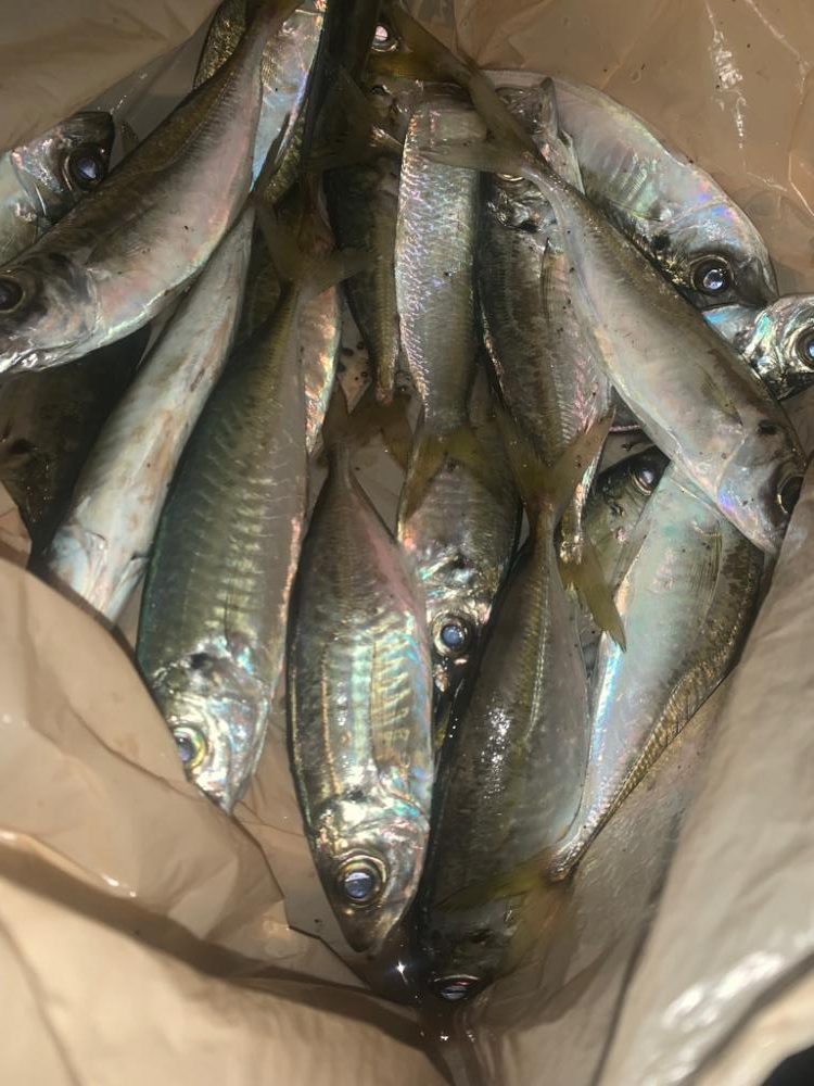 サビキで楽しみすぎた…