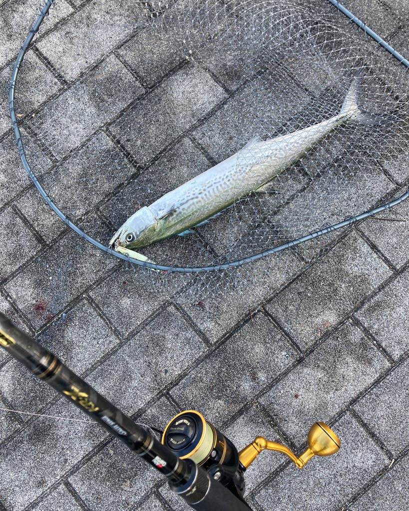 湾奥リベンジャーズ。青牙サゴシ2本。。