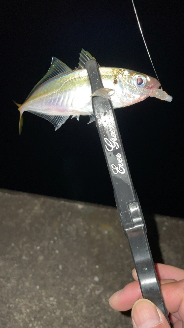 アジングでまたグレが!