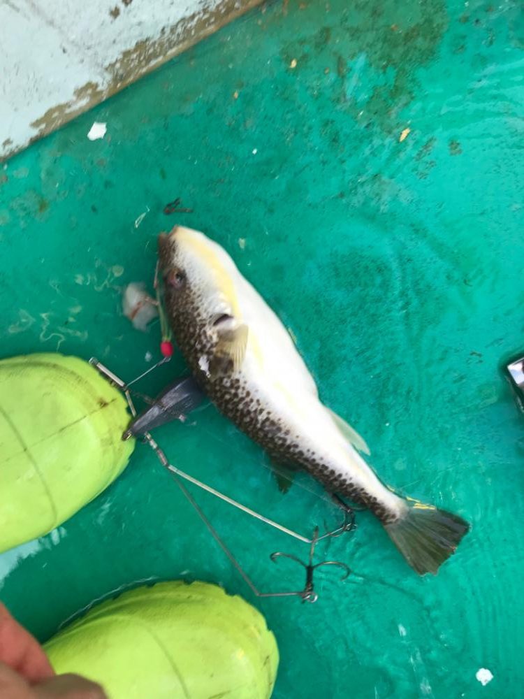 明石ショウサイ