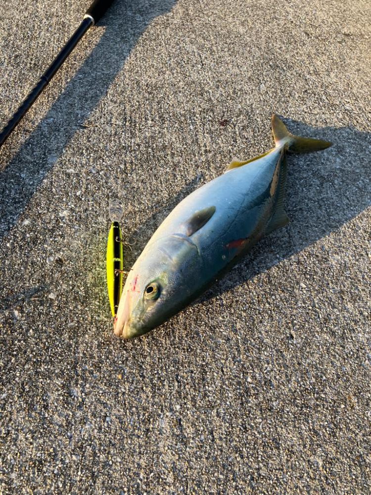 ショアビッグサワラ
