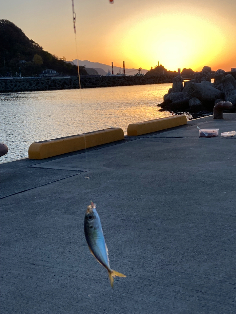 大鯵リベンジならず