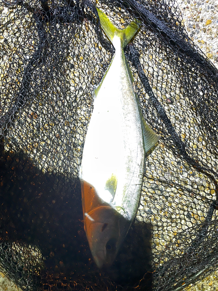 小ぶりですが青物っ❗️