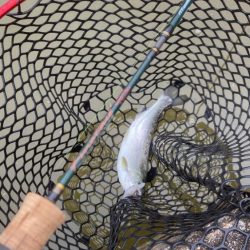 コーホーサーモン爆釣！