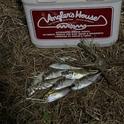 ジグ単deアジング♪程良い楽しさ^ ^