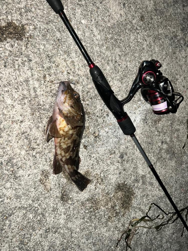 今期初物！！！