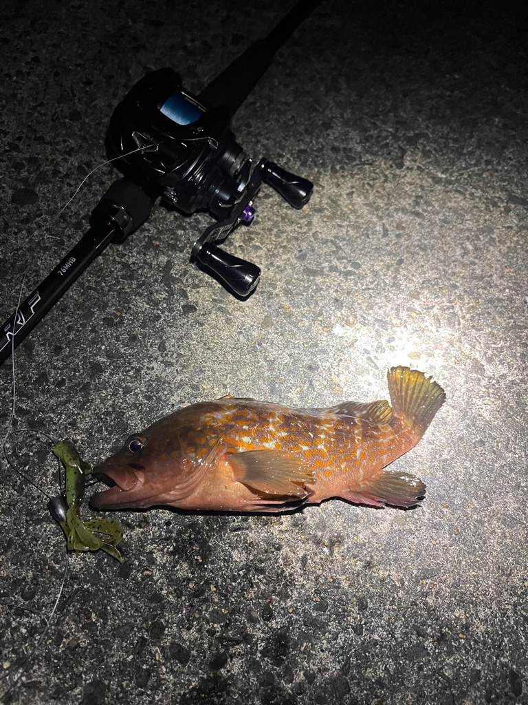 まだまだアコウ狙い