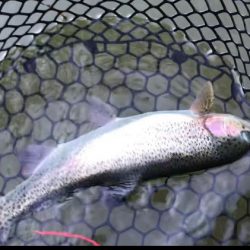 トラウト開幕？！