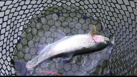 トラウト開幕？！