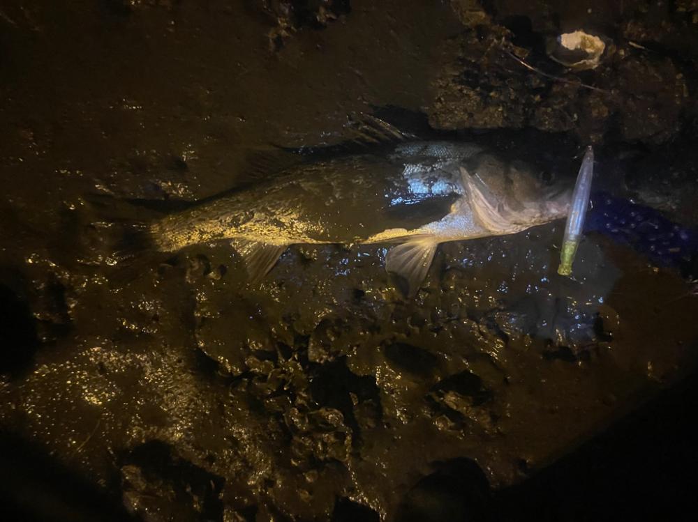 明暗のシーバスゲーム