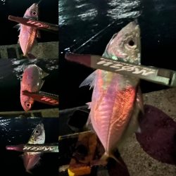 ひっそりと湾奥アジング