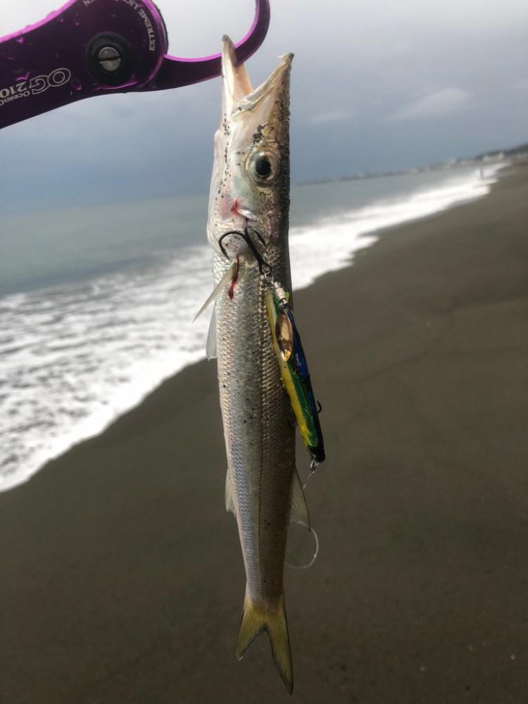 今朝はサゴシの回遊があったみたい