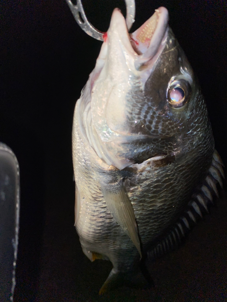 ヘチってきました