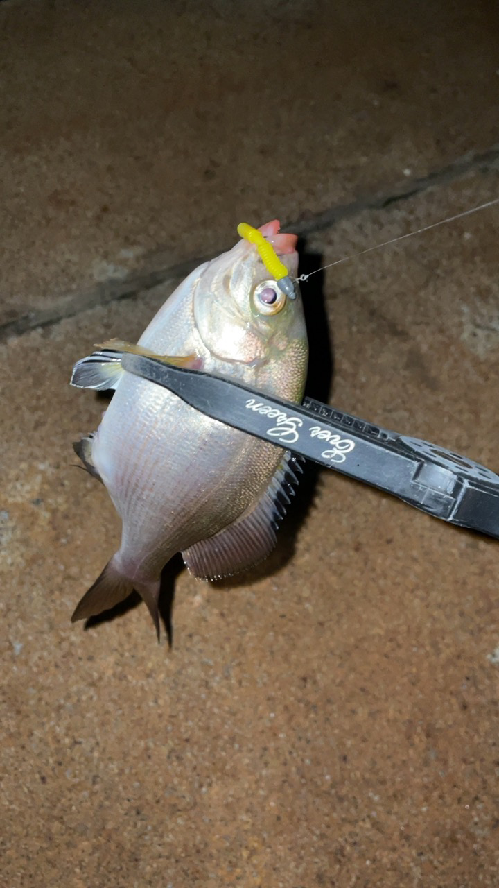 アジングで五目達成!