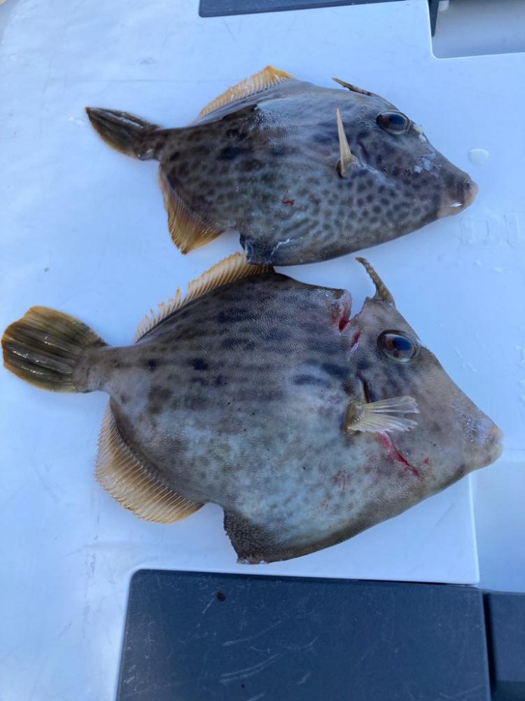 タチウオとついでにカワハギ