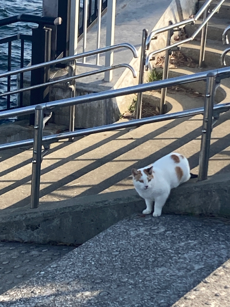 短い時合いでサゴシ君