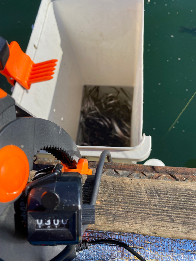 鮎川湖ワカサギ釣り