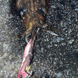 キロアップ狙いのエギング♪